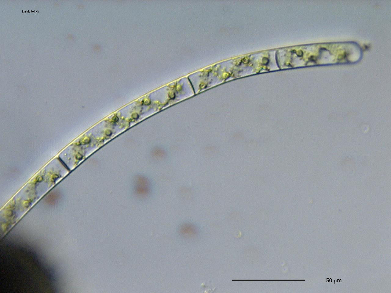 Spirogyra